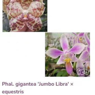 大仙兰园佛山店 台湾美琪兰园 原生蝴蝶兰 象耳交EQ