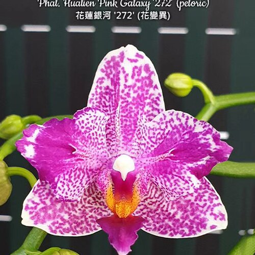 大仙兰园佛山店  台湾美琪 48 花莲银河2.0寸叶损苗