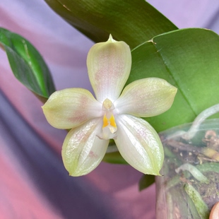 大仙兰园佛山店  A146 米库爪哇交雅风惊奇 晕染色 2.5寸叶损