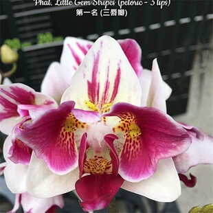 大仙兰园佛山店   台湾美琪 变异蝴蝶兰 第一名三唇瓣 2.5寸杯