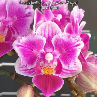 大仙兰园佛山店   台湾美琪 变异蝴蝶兰 小葡萄2.5寸杯