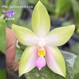 道友兰花 台湾育馨兰园 原生蝶 趣味蝶 粉贝 粉色贝丽娜蝴蝶兰