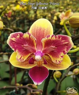 大仙兰园佛山店 台湾美琪兰 趣味原生蝴蝶兰 月罗花变异 2.5寸杯