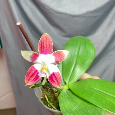 大仙兰园佛山店     鹰隼彩虹 Phal.Rainbow Falconer 开花株