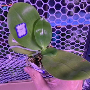 翻种苗特惠链接5 买前看一下第一个说明 台湾蝴蝶兰 大仙兰园佛山