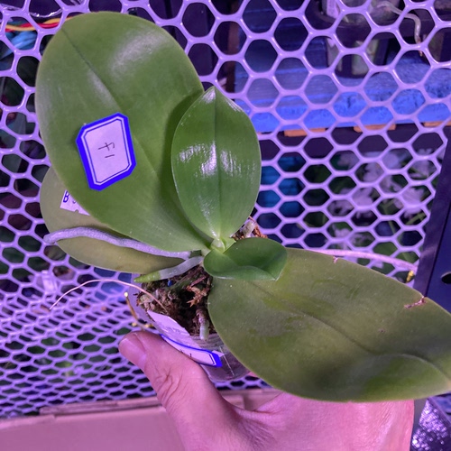 大仙兰园佛山 台湾蝴蝶兰 翻种苗特惠链接5 买前看一下第一个说明