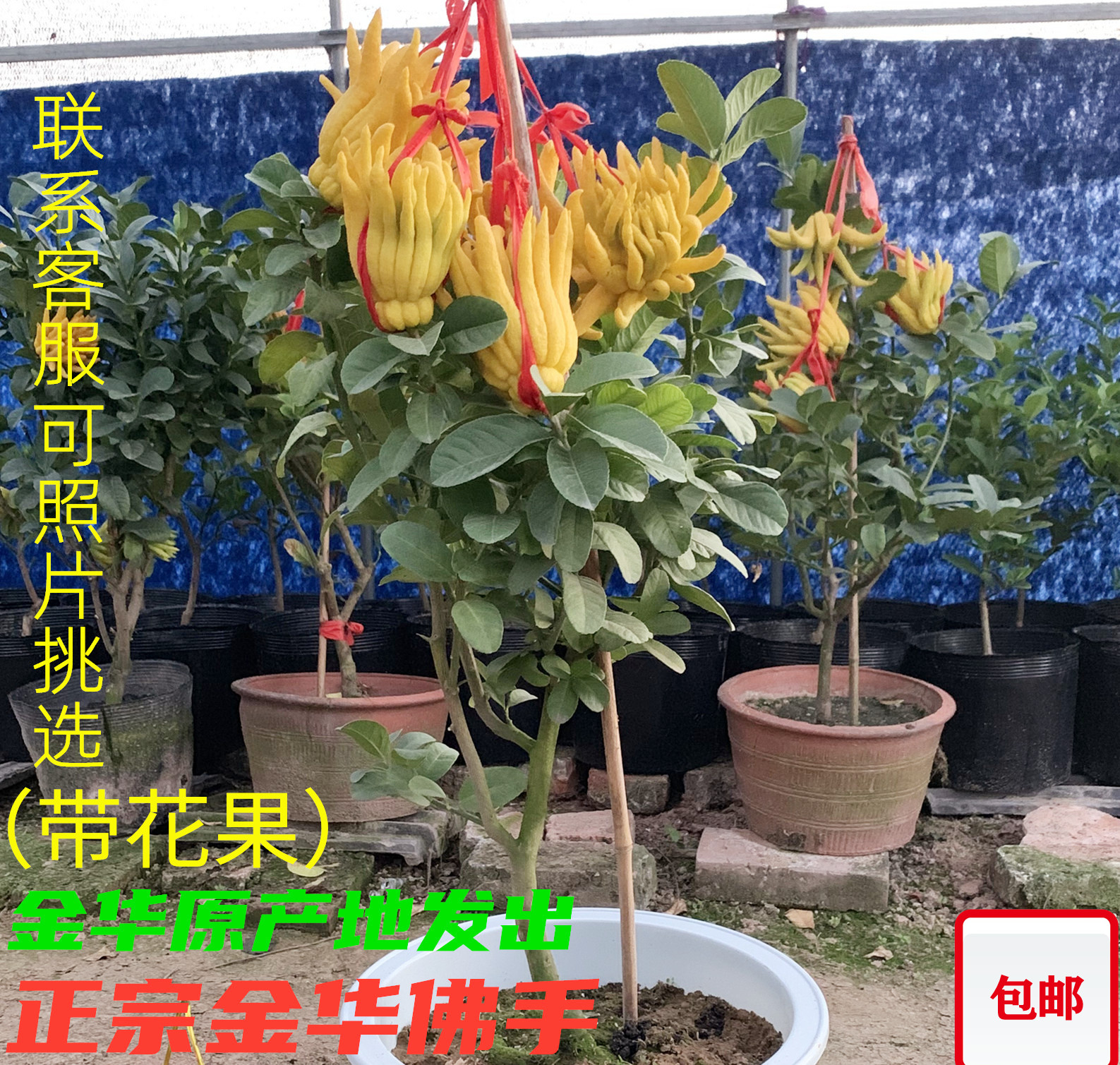 金华千指佛手盆栽/小果佛手/金华佛手苗/佛手柑/带花苞/正宗/包邮在类目 鲜花速递/花卉仿真/绿植园艺, 花卉/绿植盆栽（新）, 绿植中 - 来自Buy2taobao.com提供专业的淘宝代购服务