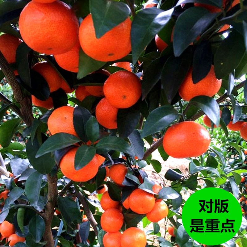 广元砂糖桔苗树砂糖橘子树金桔苗盆栽地栽苗无核蜜橘树苗当年结果