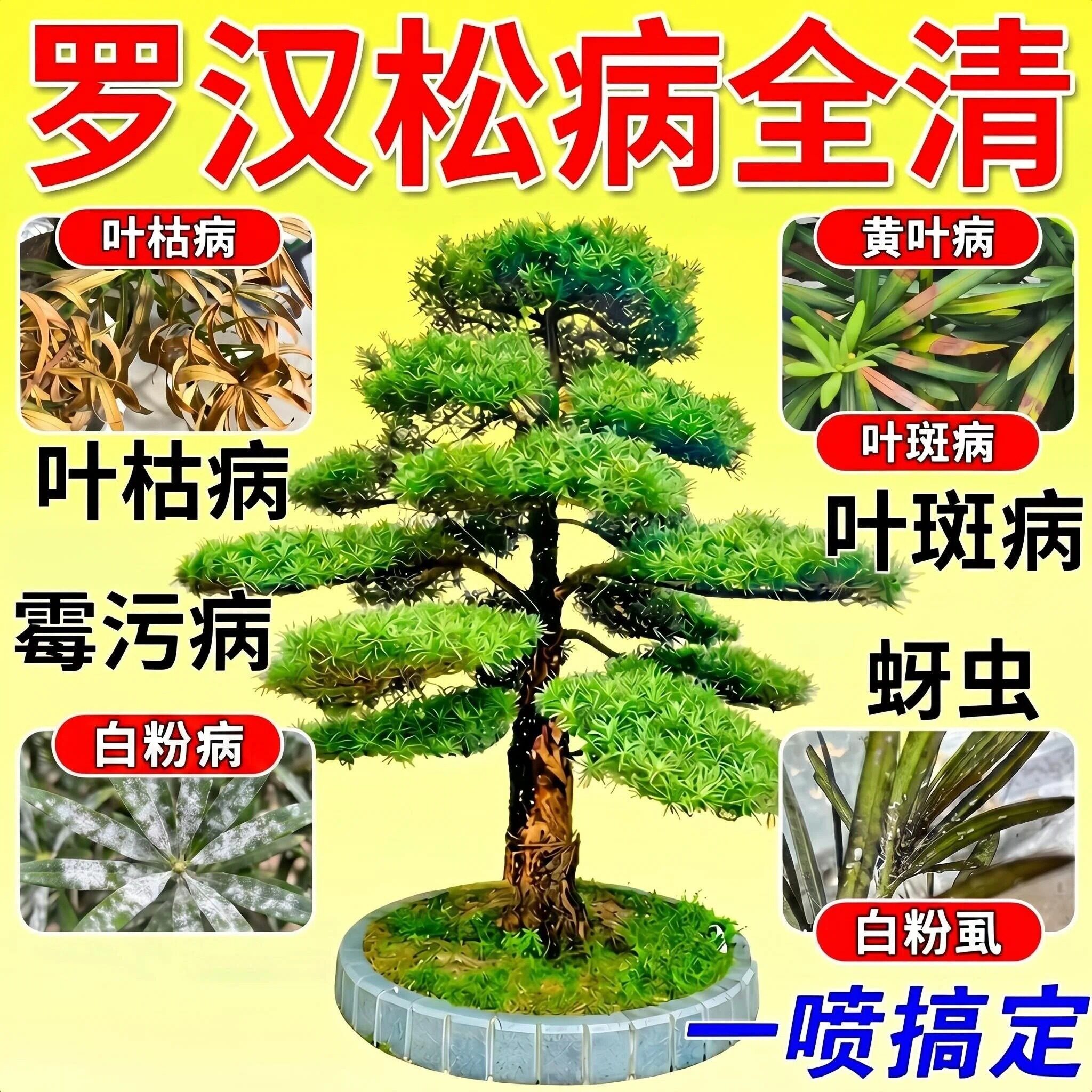 罗汉松专用营养液杀菌防病护叶