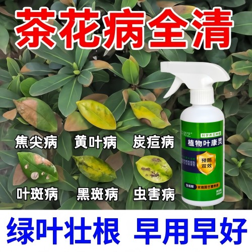 茹艺茶花叶斑炭疽枯叶喷雾杀菌