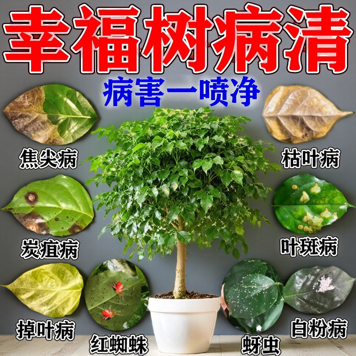 幸福树病害专用菌肥一喷净
