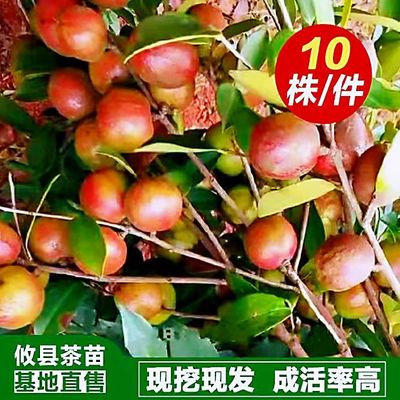 【一件10棵】攸县湘林系高产嫁接油茶苗杯苗裸根苗白花茶树苗大果