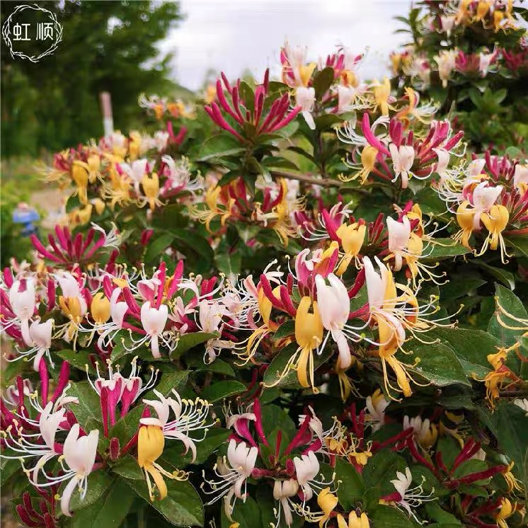 居家浓香  耐寒红色  金银 花   攀援  爬藤 净化空气