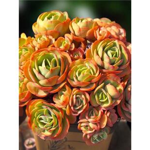 鸡蛋碧桃小老桩多头趣味多肉植物新手萌肉肉组合室内阳台窗台盆栽