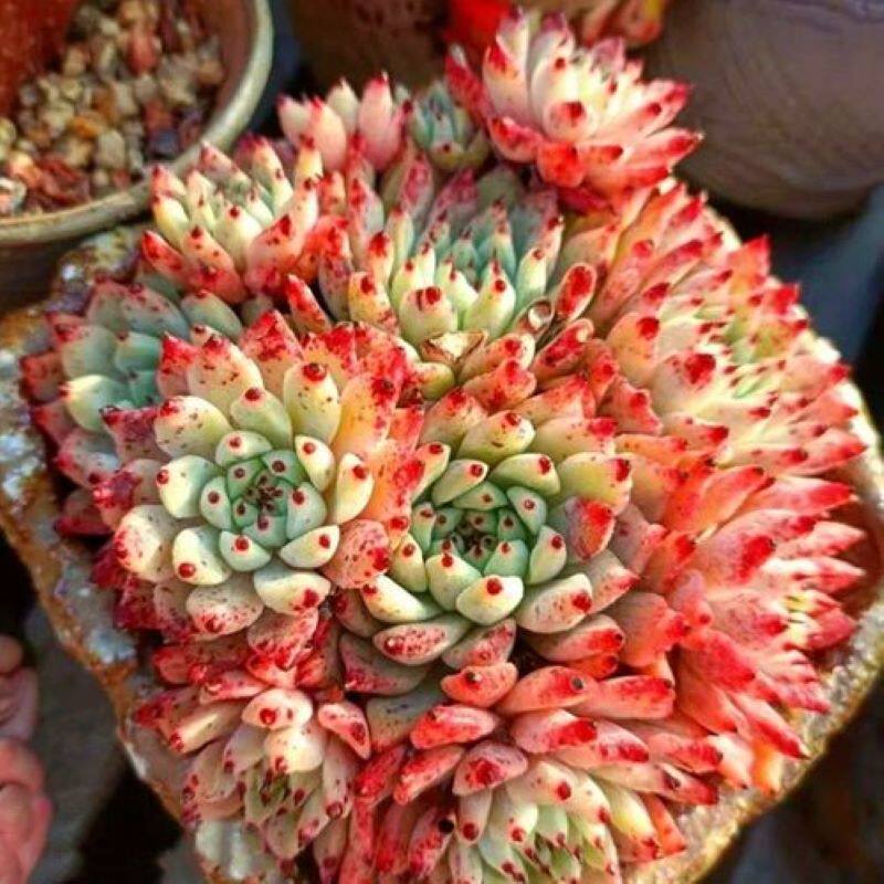 原始绿爪多头群生爪系多肉植物组合小盆栽花园室内办公阳台绿植