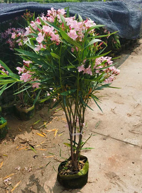 夹竹桃花树苗庭院耐寒盆栽