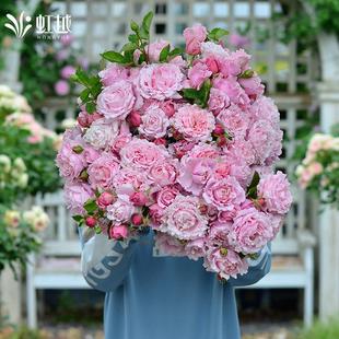 盆栽花苗藤灌玫瑰蓝莓蛋糕苏菲罗莎玫瑰香橙 戴尔巴德进口月季