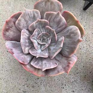 星星西娜漫威石化锦多肉植物稀有紫红色有凸起小贵货韩新品多肉