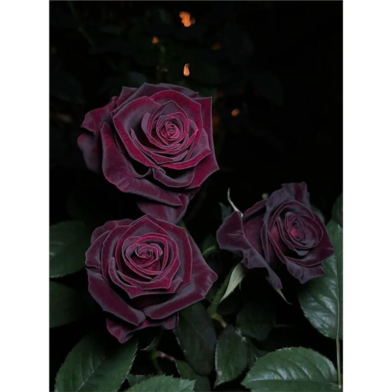 浓香大花玫瑰花苗流星雨芽变黑巴克紫黑色阳台月季大苗盆栽花卉