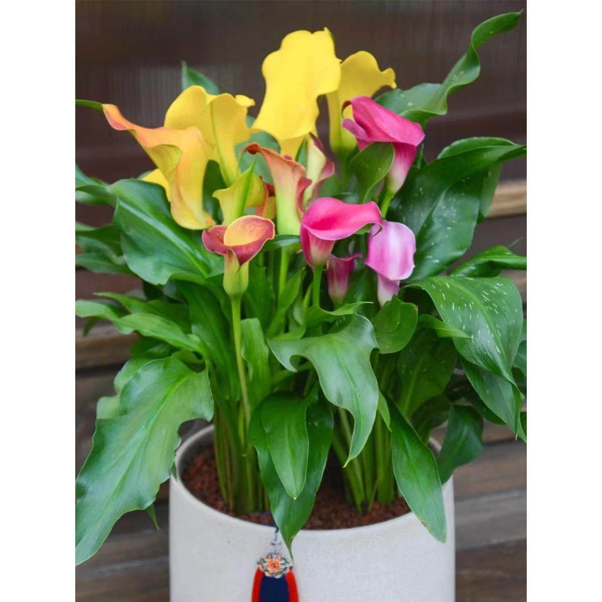 四季种易活开花不断荷兰进口彩色马蹄莲种球阳台室内盆栽花卉大球