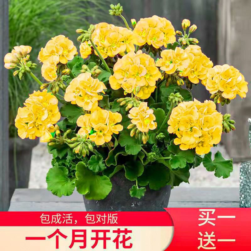 天竺葵重瓣带花发货 大花天使之眼花苗重瓣四季适合春天种的植物