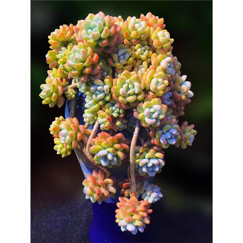 劳尔多肉植物肉肉有香味罗琦多肉大老桩群生劳尔肉肉绿植多肉盆栽