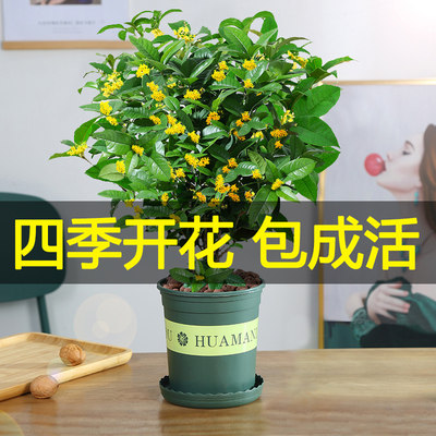 桂花树苗盆栽植物四季桂室内阳台庭院好养四季开花浓香型花卉月桂