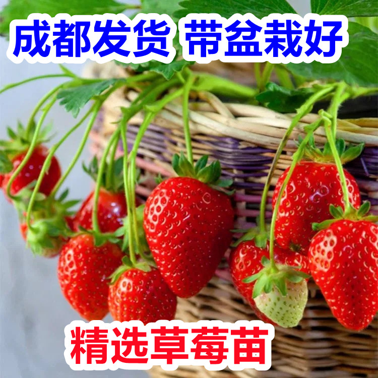 奶油草莓苗盆栽带盆带土红颜四季结果阳台种植新秧苗当年结果