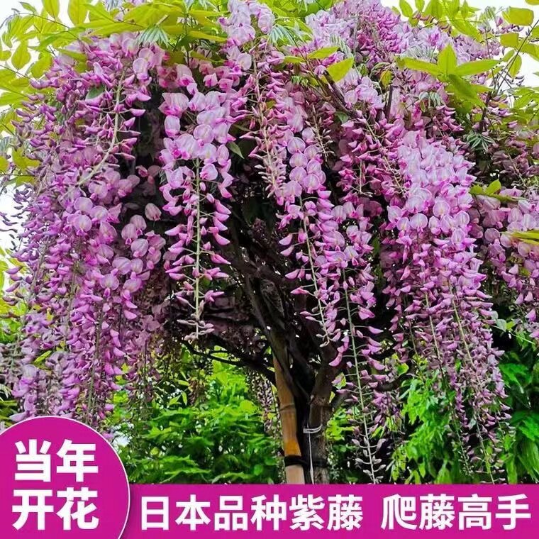 紫藤花树苗爬藤攀爬庭院围墙四季开花植物盆栽藤蔓紫藤萝紫藤花苗