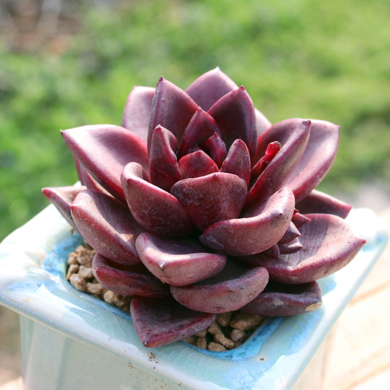 丰沛 多肉植物 大单头紫红黑色稀有阳台窗台花卉盆栽冬云系新手