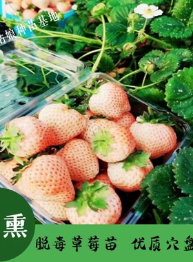 四季草莓苗桃熏美白姬水蜜桃味淡雪天使奶油红颜穴盘苗南北方种植