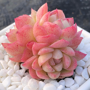 女王麦秆 边线麦秆 多肉植物精品韩版小贵货红边玫瑰多肉组合盆栽