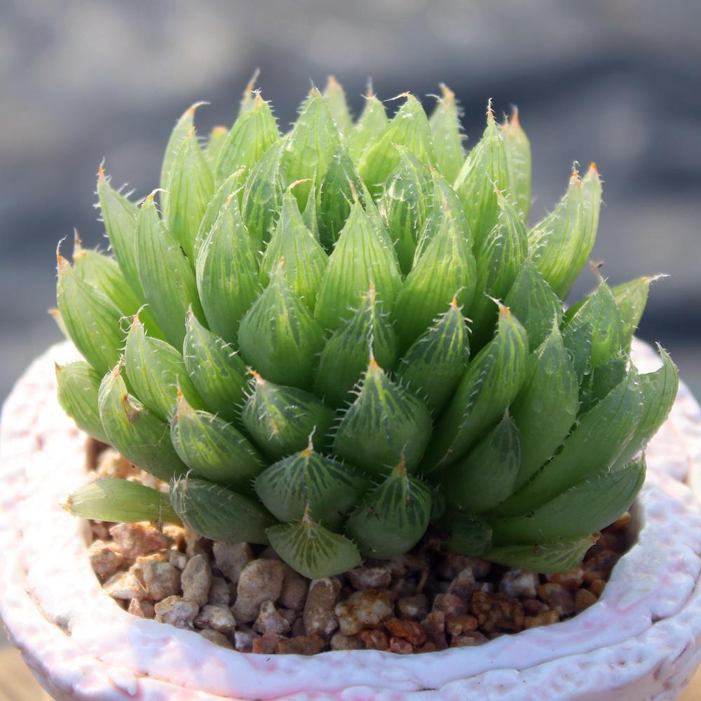 三角琉璃殿水晶掌宝草玉