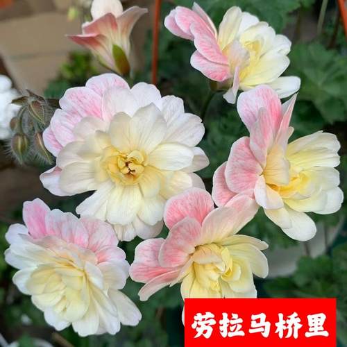 兽系天竺葵劳拉马乔里半伊