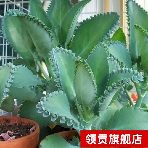落地生根不死鸟蕾丝公主羽