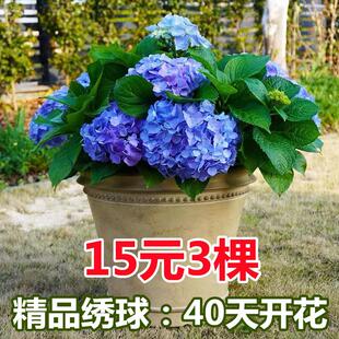 3颗装 绣球花大苗大花绣球无尽夏当年开花绣球花阳台庭院盆栽花苗