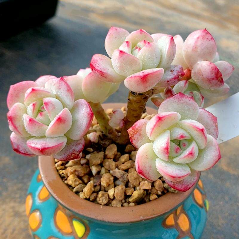 香草 多肉植物 经典老品种可爱萌肉肉 羽之园艺 新手阳台花卉盆栽