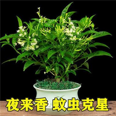 夜来香花树苗夜来香盆栽花卉植物室内驱蚊花苗浓香夜来香四季开花