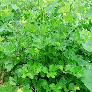 贵州生鲜中药材毛茛毛莨草茴茴蒜外敷起泡草紫茎扬子草200g起包邮