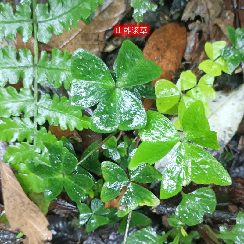 深山山酢浆草大酸溜溜草酸浆草三叶酸酸酸草酸箕三块瓦四季盆栽