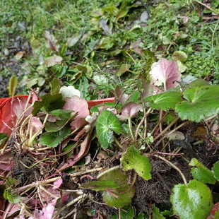 深山中药材500g虎耳草新鲜食用石荷叶金线吊芙蓉滴耳朵盆景
