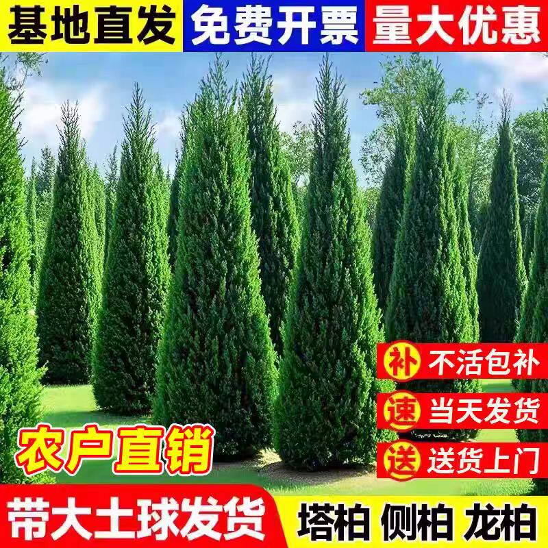 松柏树苗四季常青柏树塔柏侧柏大松柏四季常青道路绿化易活工程苗