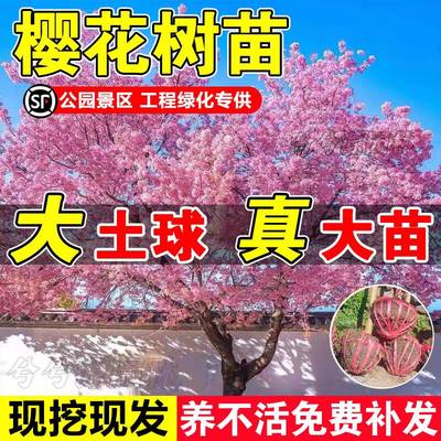 （小二推荐）樱花基地现挖现发