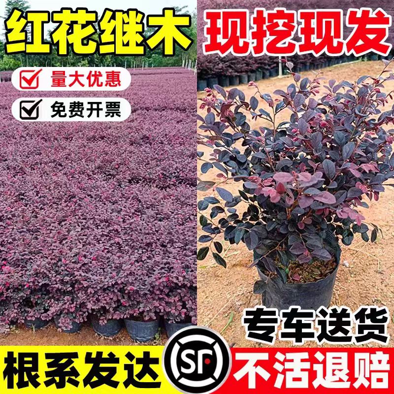 红花继木苗耐寒植物庭院红檵木树苗四季园林绿化红叶彩色盆景球桩