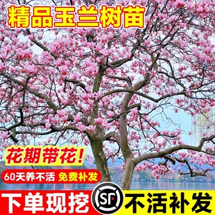 玉兰花树苗带花苞庭院地栽浓香型紫白黄玉兰树苗北方耐寒植物盆栽