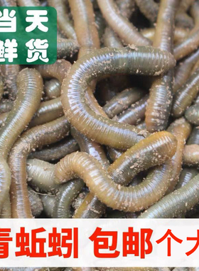 活体青蚯蚓鲜活黑蚯蚓钓黄鳝蚯蚓特大臭蚯蚓地龙松土蚯蚓钓鱼活饵