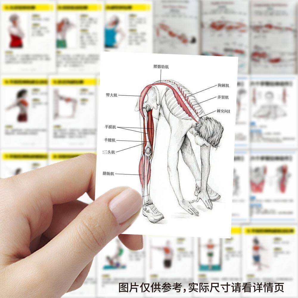189张肌肉拉伸分解动作贴纸神经肌肉学习贴画diy装饰手机手账防水