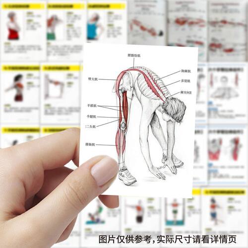 189张肌肉拉伸分解动作贴纸神经肌肉学习贴画diy装饰手机手账防水