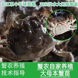 活蟹正宗淡水大闸蟹苗螃蟹苗活体扣蟹苗河蟹苗稻田蟹苗养殖幼苗