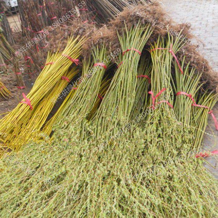 苗圃直销柳树苗 垂柳树苗 青皮垂柳小苗 黄皮垂柳 金丝垂柳黄金柳